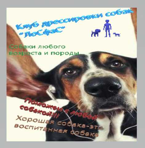 Предложение: коррекция агрессивного поведения собак