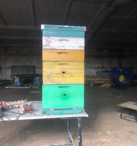 Продам: пчелы