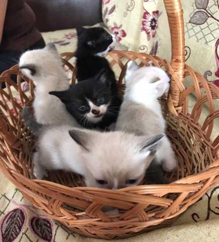 Отдам даром: Три сиамских котёнка , два обычных