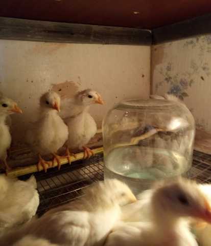 Продам: Цыплята несушки Ломан Вайт