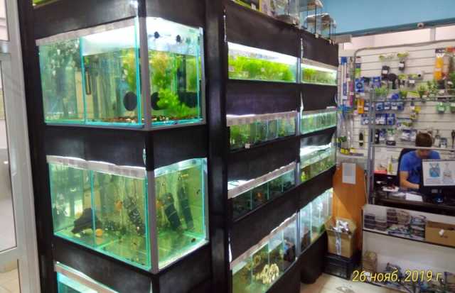 Продам: Рыбки, растения, декор, аквариумы, корма