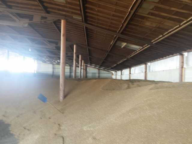 Продам: Пшеница озимая, зерно, 250 тонн урожай