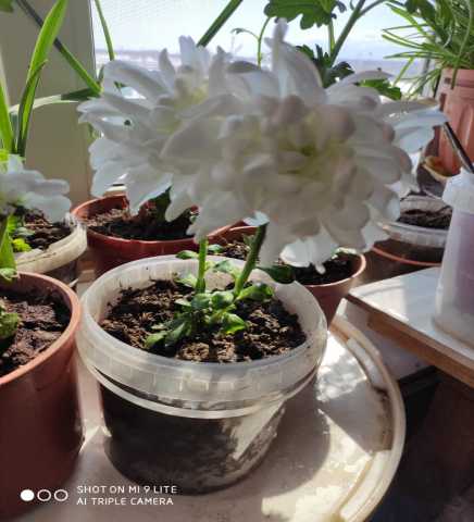 Продам: саженцы хризантемы белой большой