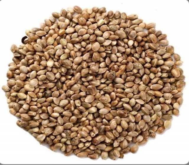 Продам: Семена пищевой конопли