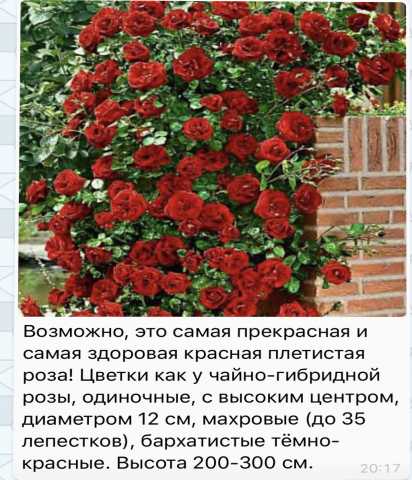 Продам: Плетистые Розы