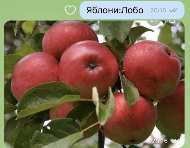 Продам: Саженцы яблонь