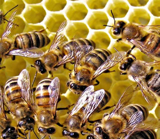 Продам: Рамка с пчелами