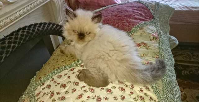 Продам: Шикарных персидских котят колор-пойнт