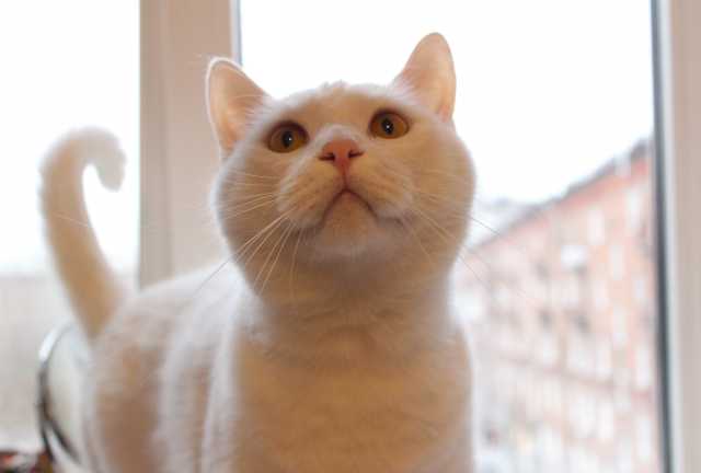 Отдам даром: Двухлетний белоснежный кот