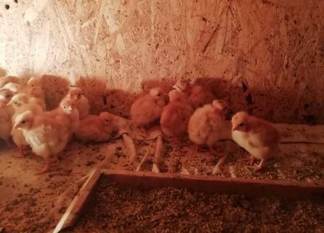 Продам: Цыплята голошейки красной (Франция)