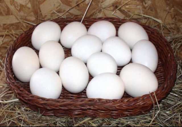 Продам: Яйца леггорн