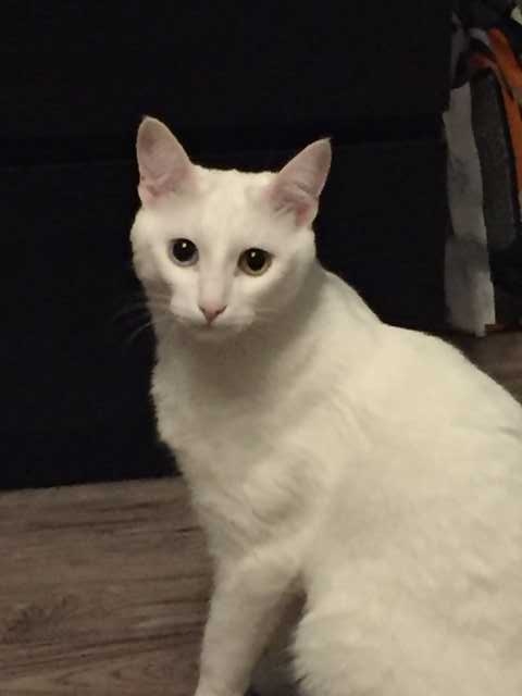 Отдам даром: Белого кота с разноцветными глазами