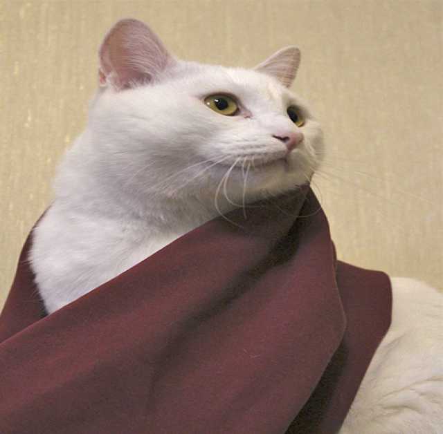 Отдам даром: Белоснежный кот