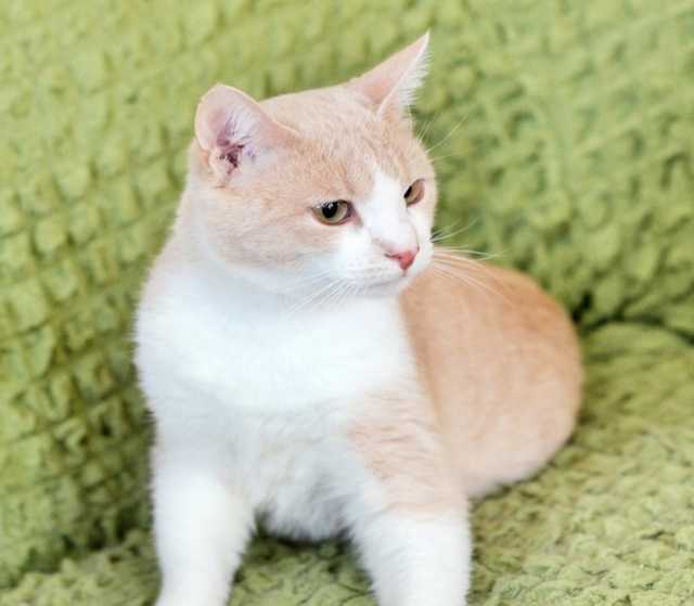 Отдам даром: ласкового кота Персика