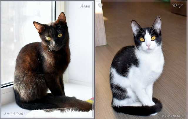 Отдам даром: Кошка Клара и кот Агат ищут хозяев
