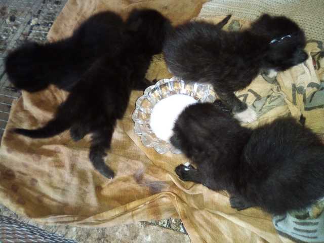 Отдам даром: милые чёрные котята