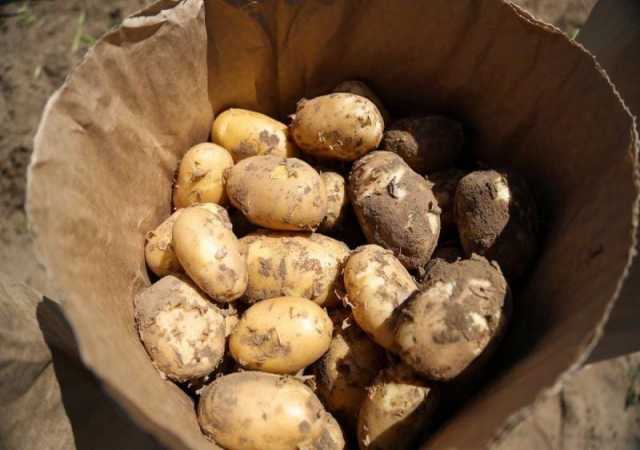Продам: Картофель свежий урожай 2020 года