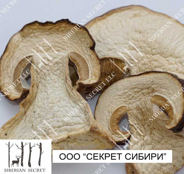 Продам: Белый гриб