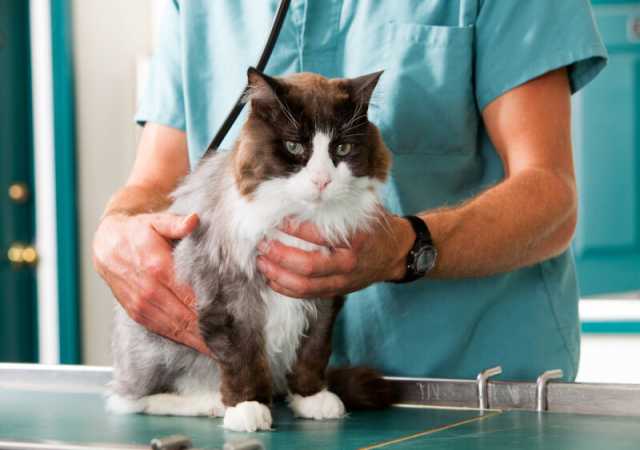 Предложение: Ветеринарный врач на дом