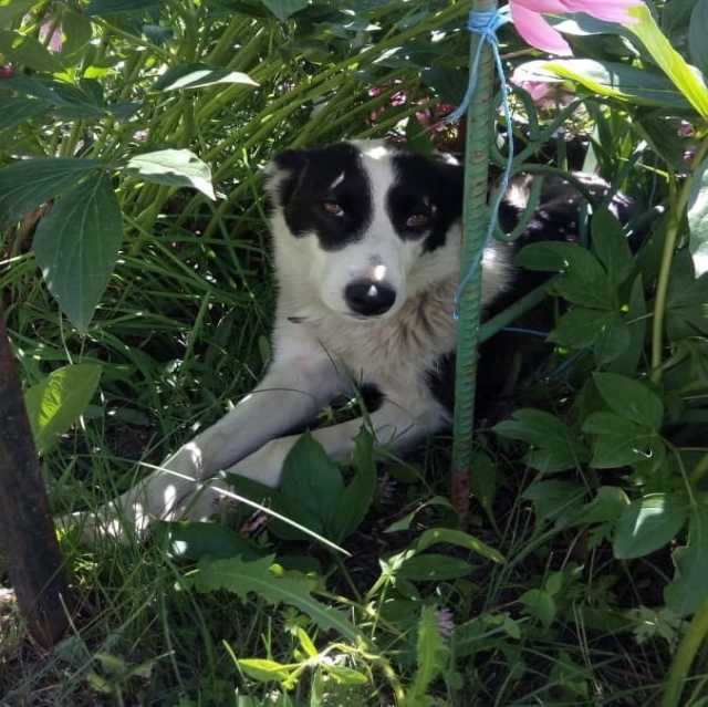 Отдам даром: Собака Найда ищет хозяина. Новосибирск