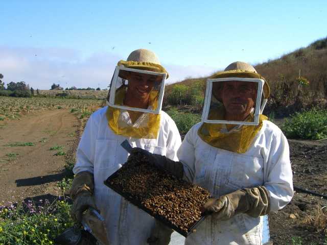 Продам: натуральный мед и медовую продукцию