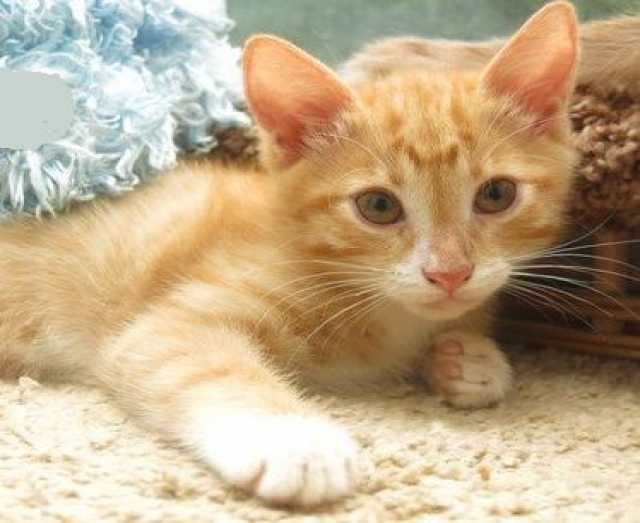 Отдам даром: Рыжий котенок Лео, летнее солнышко в дар