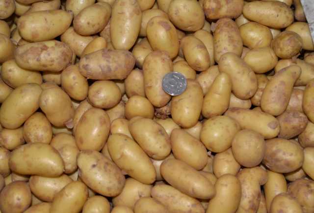 Предложение: картошка Голландка 35 рублей