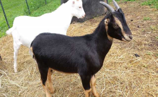 Продам: Племенные козы Ламанча (Скот из Европы)