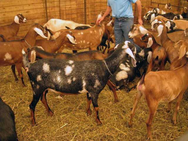 Продам: Племенные козы Англо-Нубийскиой породы (