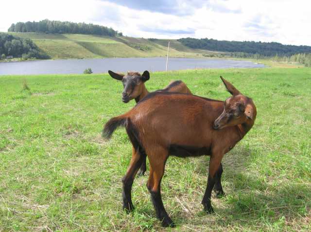 Продам: Племенные козы Чешские гнедые (Скот из Е
