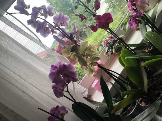 Продам: Орхидея