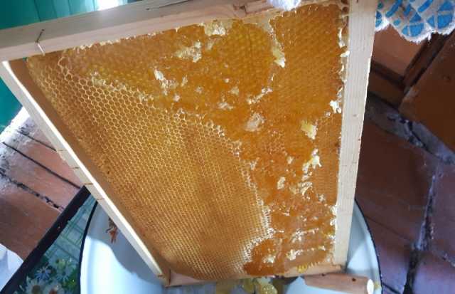 Продам: Мёд свежий