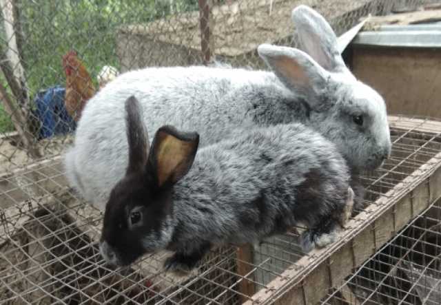 Продам: Кролики шиншиллы,калифорния