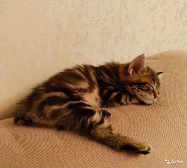 Продам: Котик светло-коричневый мрамор