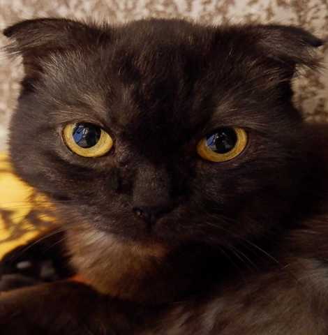 Отдам даром: Шотландский вислоухий котик ищет дом
