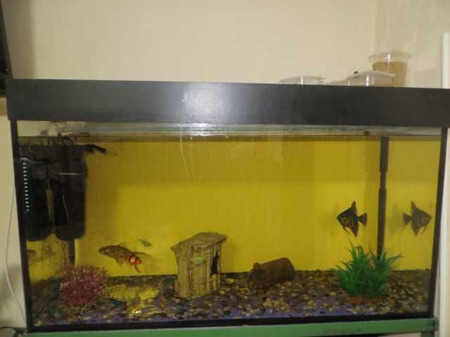 Продам: готовый аквариум на 250л. с рыбами