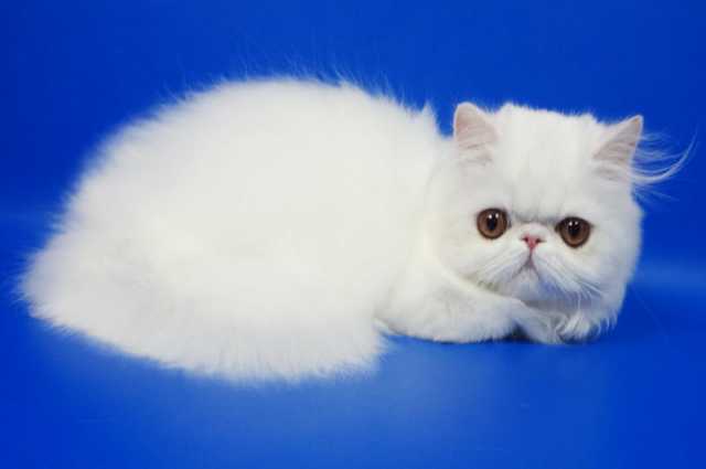 Продам: Персидская кошка белого окраса Фелисия