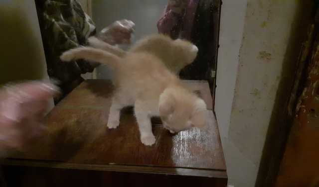 Продам: котенок сибирской кошки крысолова