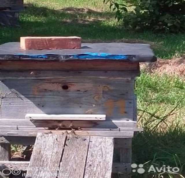 Продам: пчелосемьи