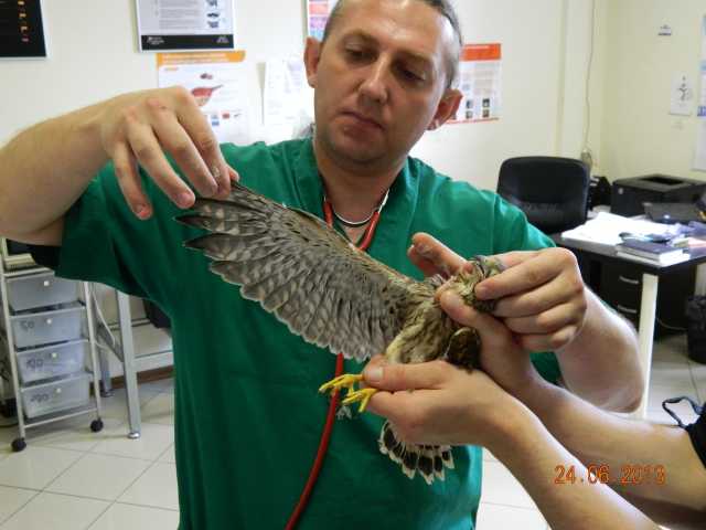 Предложение: Лечение птиц и попугаев в Щербинке