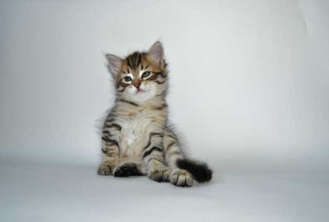 Продам: Породистых сибирских котят