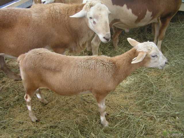 Продам: Племенные овцы породы Катумская
