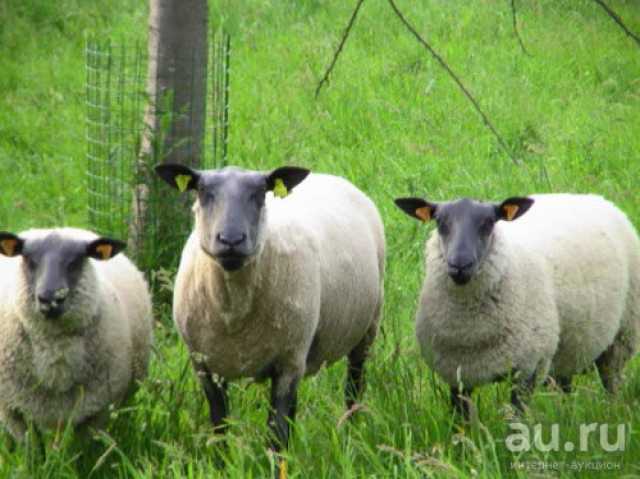 Продам: Племенные овцы Блю-де-Мейн