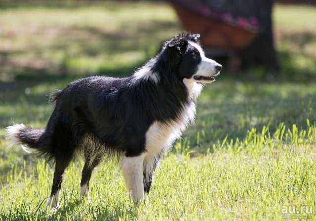 Продам: Дрессированная собака пастух Бордер-колл