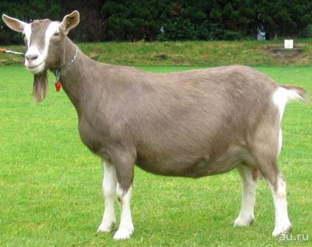 Продам: Племенные козы Тоггенбурской породы