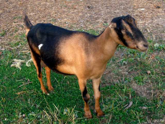 Продам: Племенные козы Ламанча (Скот из Европы к