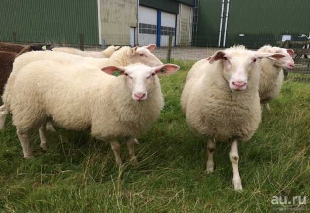 Продам: Племенные овцы породы Восточно-фризкая