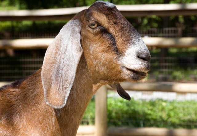 Продам: Племенные козы Англо-Нубийскиой породы