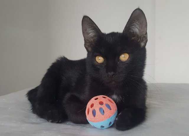 Отдам даром: Черный котик Уголек. Котенок 2,5 мес