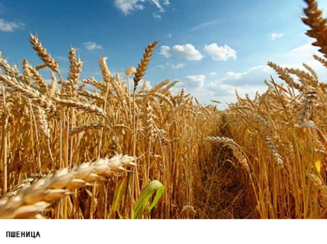 Куплю: Куплю зерно пшеницы